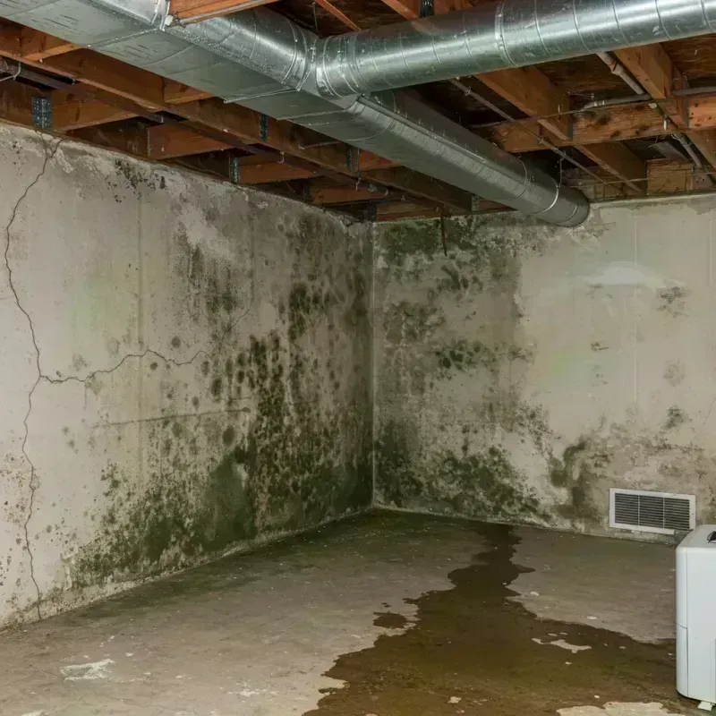 Professional Mold Removal in Winnebago County, IL